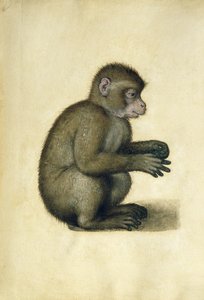 Ein Affe von Albrecht Dürer