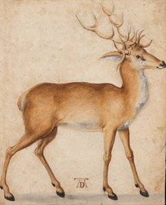 Ein Hirsch von Albrecht Dürer