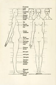 Weiblicher anatomischer Holzschnitt aus 