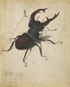 Hirschkäfer