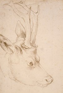Kopf eines Rehbocks - Zeichnung von Albrecht Dürer (1471-1528), um 1503 - Kopf eines Rehbocks - Feder und Pinsel, graue und braune Tinte auf Papier von Albrecht Dürer (1471-1528), ca. 1503 - 22,8x15,3 cm - Nelson-Atkins Museum of Art, Kansas City, Missouri