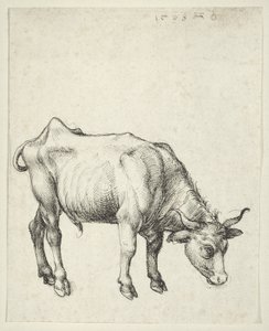 Junger Stier von Albrecht Dürer