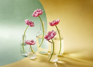 Weiche Rosa Tulpen von Alena