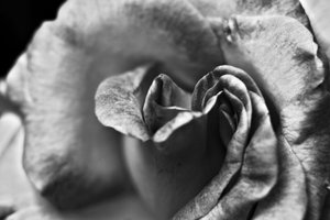 Ohne Titel
