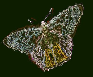 Schmetterling 6, 2020 von Alex Caminker