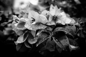 Cluster von Alex Caminker
