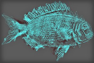 Fisch II, 2020 von Alex Caminker