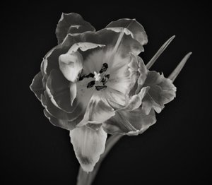 Blumengeometrie von Alex Caminker