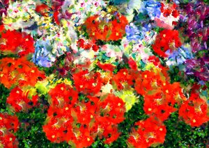 Mohn