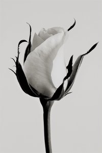 Weiße Rose, 2019