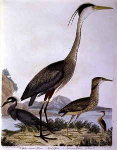 Reiher, graviert von I. G. Marnicke von Alexander (after) Wilson