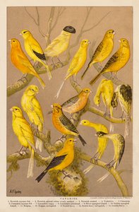 Kanarienvögel (Chromolithografie) von Alexander Francis (after) Lydon