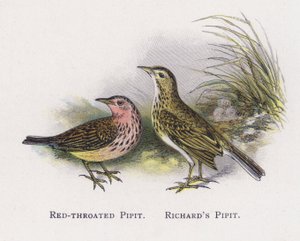 Der Rotkehlpieper, Der Richardspieper von Alexander Francis Lydon