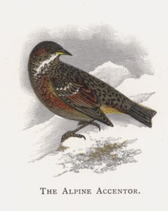 Der Alpenbraunelle