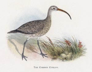 Der Große Brachvogel