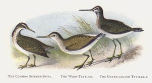 Der Waldwasserläufer, Der Grünschenkel von Alexander Francis Lydon