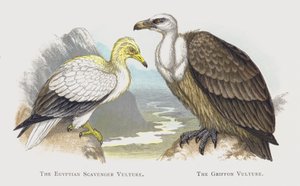 Der Schmutzgeier, Der Gänsegeier von Alexander Francis Lydon
