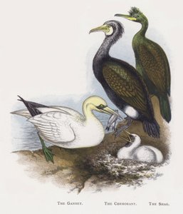 Der Basstölpel, Der Kormoran, Der Krähenscharbe von Alexander Francis Lydon