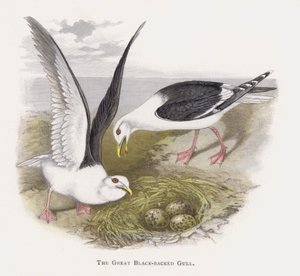 Die Mantelmöwe von Alexander Francis Lydon