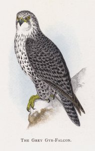 Der Graue Wanderfalke von Alexander Francis Lydon