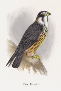 Der Baumfalke von Alexander Francis Lydon