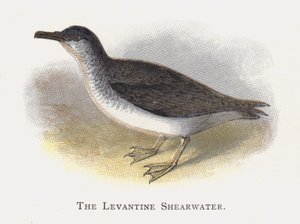 Der Levantinische Sturmtaucher