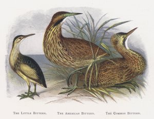 Die Zwergdommel, Die Amerikanische Rohrdommel, Die Rohrdommel von Alexander Francis Lydon