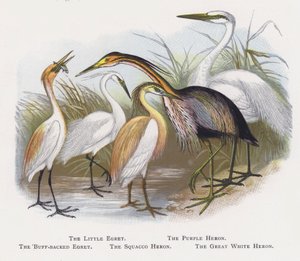 Der Seidenreiher, Der Purpurreiher, Der Kuhreiher, Der Rallenreiher, Der Silberreiher von Alexander Francis Lydon