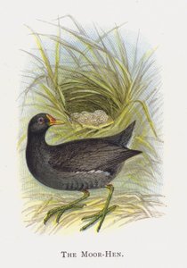 Das Teichhuhn von Alexander Francis Lydon