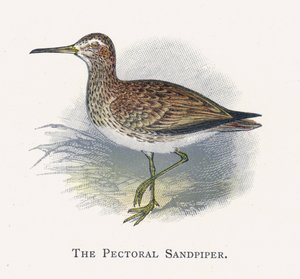 Der Pektoralsandpiper von Alexander Francis Lydon