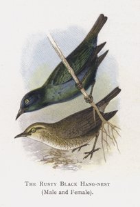 Der Rostige Schwarze Hangnest, Männlich und Weiblich von Alexander Francis Lydon