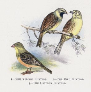 Die Goldammer, Die Zaunammer, Die Ortolanammer von Alexander Francis Lydon