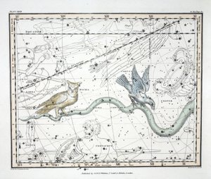 Die Sternbilder (Platte XXVII) Hydra Continua, Crater, Covus, Centaurus et Lupus, aus 