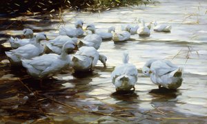 Enten im flachen Schilfwasser von Alexander Koester