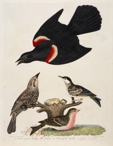 1. Rotflügelstärling. 2. Weibchen. 3. Schwarzkehl-Waldsänger. 4. Kleiner Rotkehlchen von Alexander Lawson