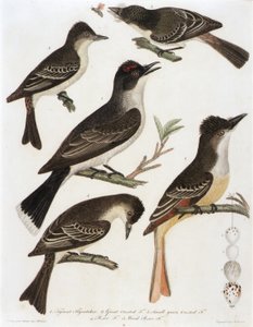 1. Tyrannenfliegenschnäpper. 2. Großer Haubenfliegenschnäpper. 3. Kleiner Grüner Haubenfliegenschnäpper. 4. Pe-We Fliegenschnäpper. 5. Wald Pe-We Fliegenschnäpper (aus dem Buch, Amerikanische Ornithologie) von Alexander Lawson
