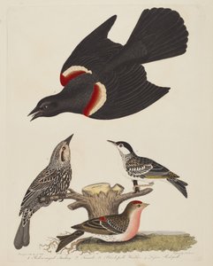 Rotflügelstärling, Weiblicher Rotflügelstärling, Schwarzkehl-Waldsänger und Kleiner..., veröffentlicht 1808-1814 von Alexander Lawson
