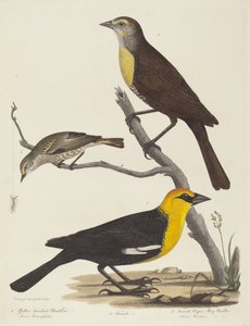 Gelbkopf-Schwarzvogel, Weiblicher Schwarzvogel und Weiblicher Cape-May-Waldsänger