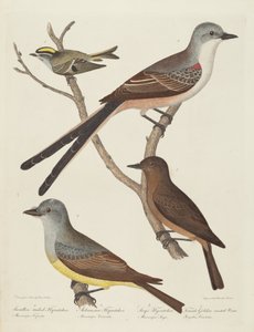 Schwalbenschwanzschnäpper, Arkansas-Schnäpper, Say