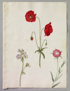 Klatschmohn, Jakobsleiter und Kornrade