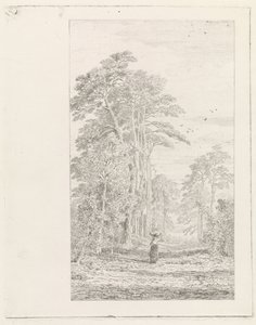 Kiefernallee von Alexander Mollinger