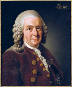 Porträt von Carl von Linné