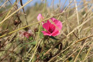 Blüte im Wind von Alexandra Joseph