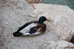 Die Ente von Alexandra Joseph