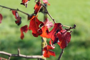 Herbstfarben von Alexandra Joseph