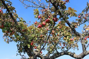 rote Früchte von Alexandra Joseph