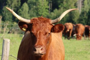 Tierisches Model