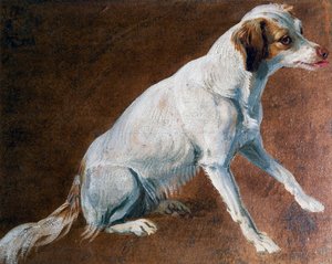 Französischer Spaniel-Vorfahre