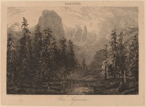 Ein Tannenwald