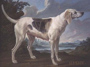 Porträt eines Hundes 
